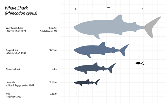 Relación de tamaño tiburón ballena