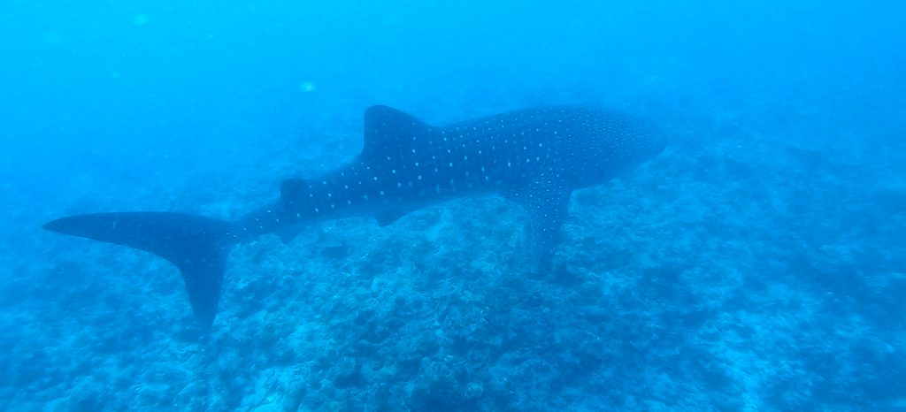 tiburón ballena en maldivas
