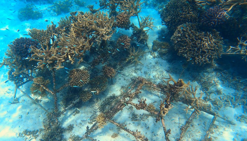 Repoblación del arrecife de Maafushi