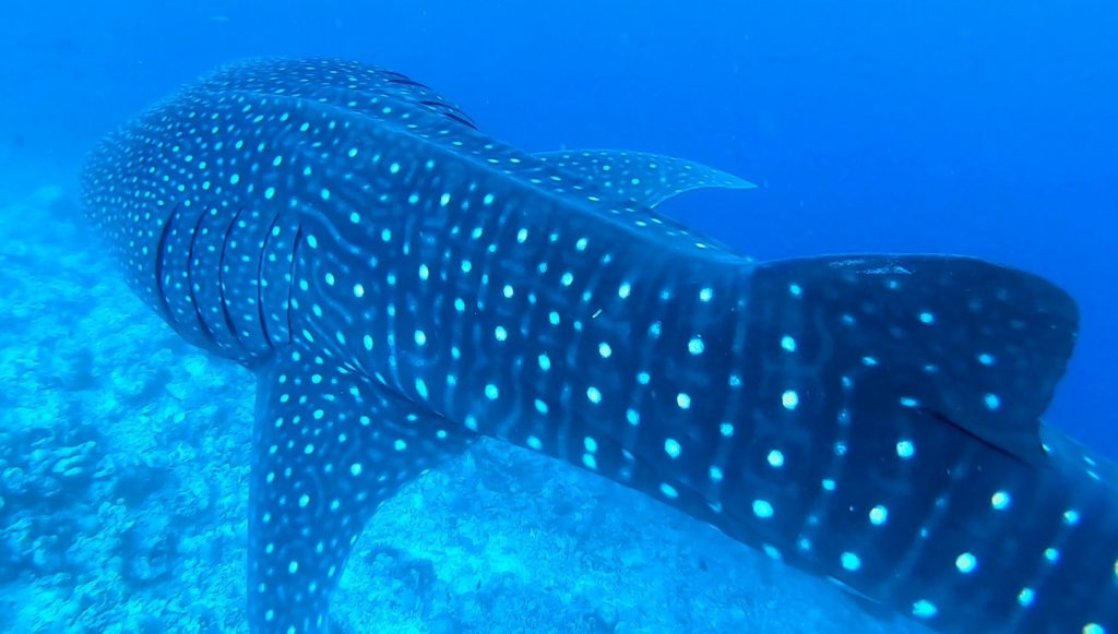 tiburón ballena en maldivas