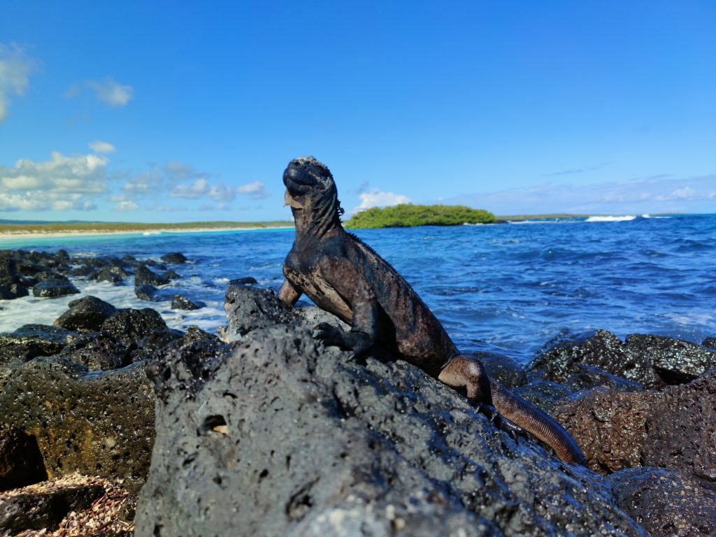 iguana marina galápagos