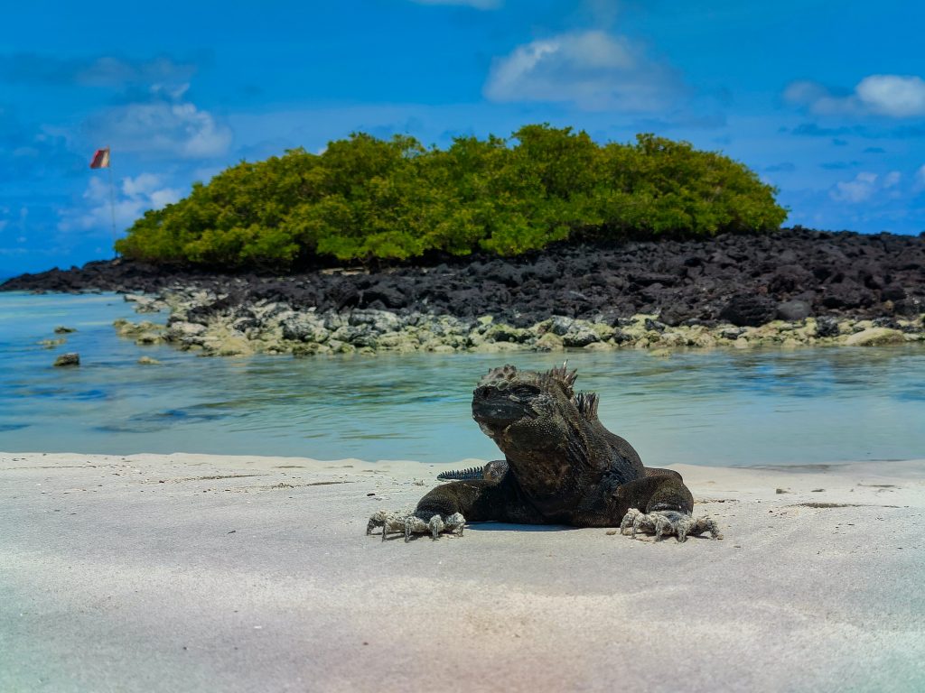 iguana marina