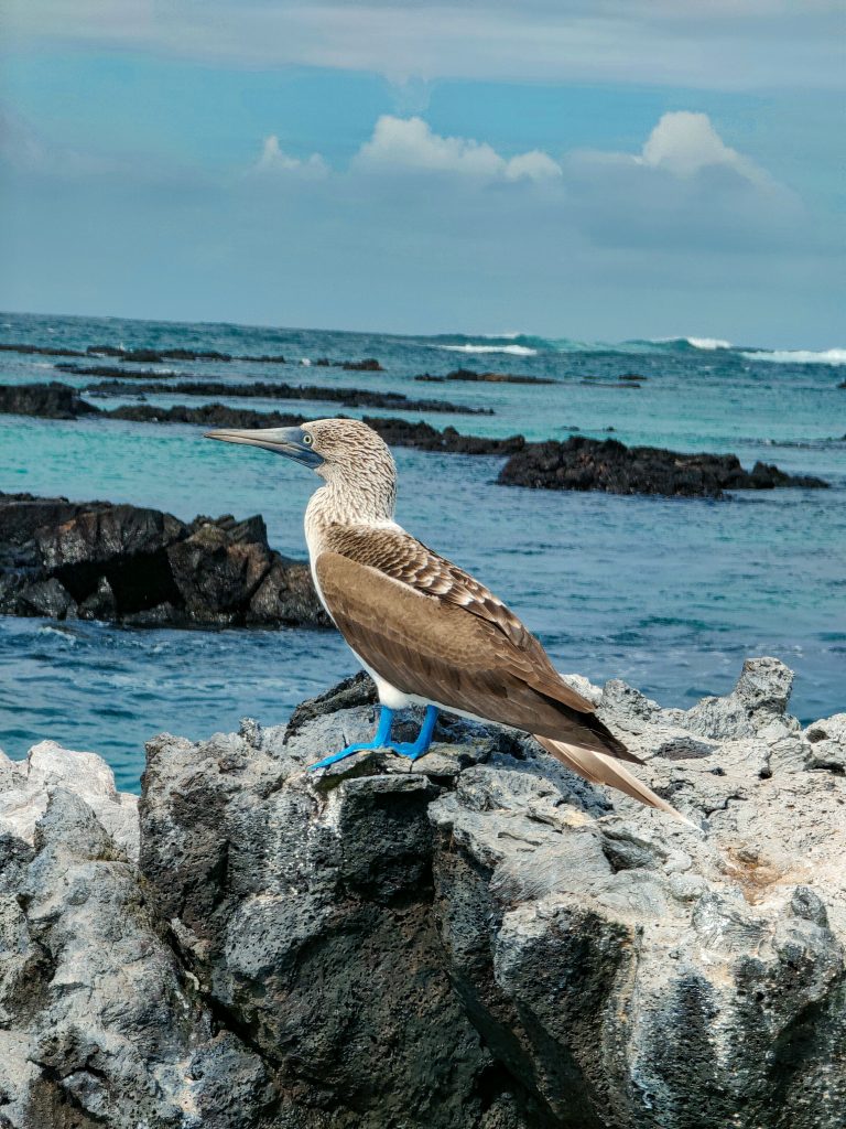 excursiones en Isla Santa Cruz Galapagos