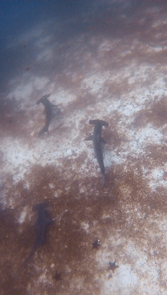 Tiburones martillo en Gordon Rocks