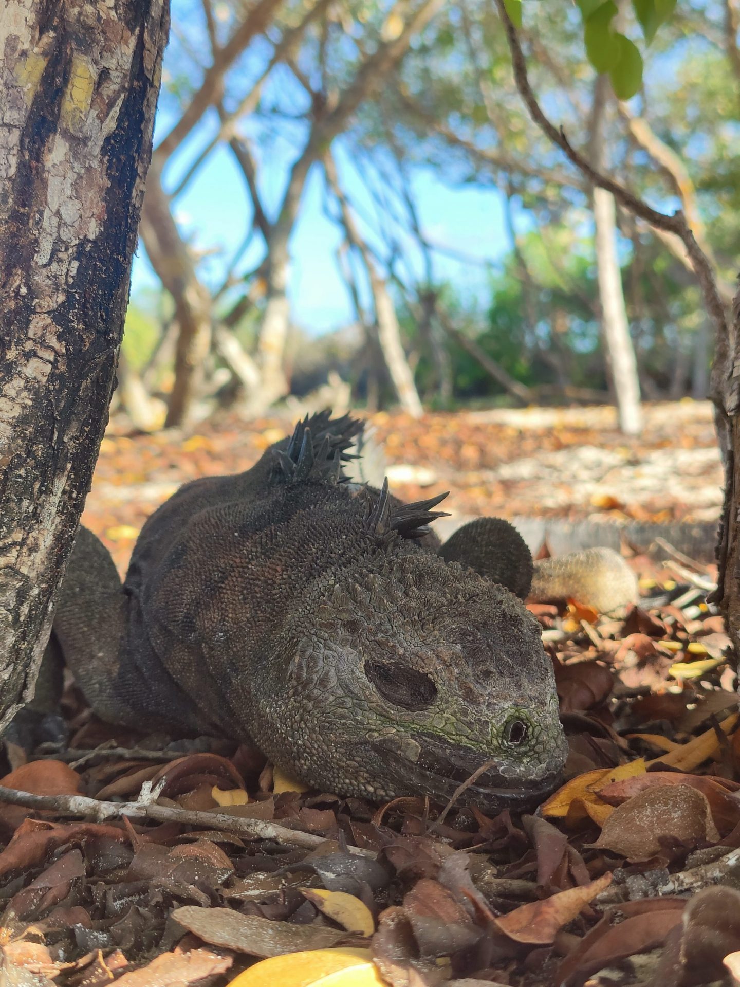 iguana marina dormida