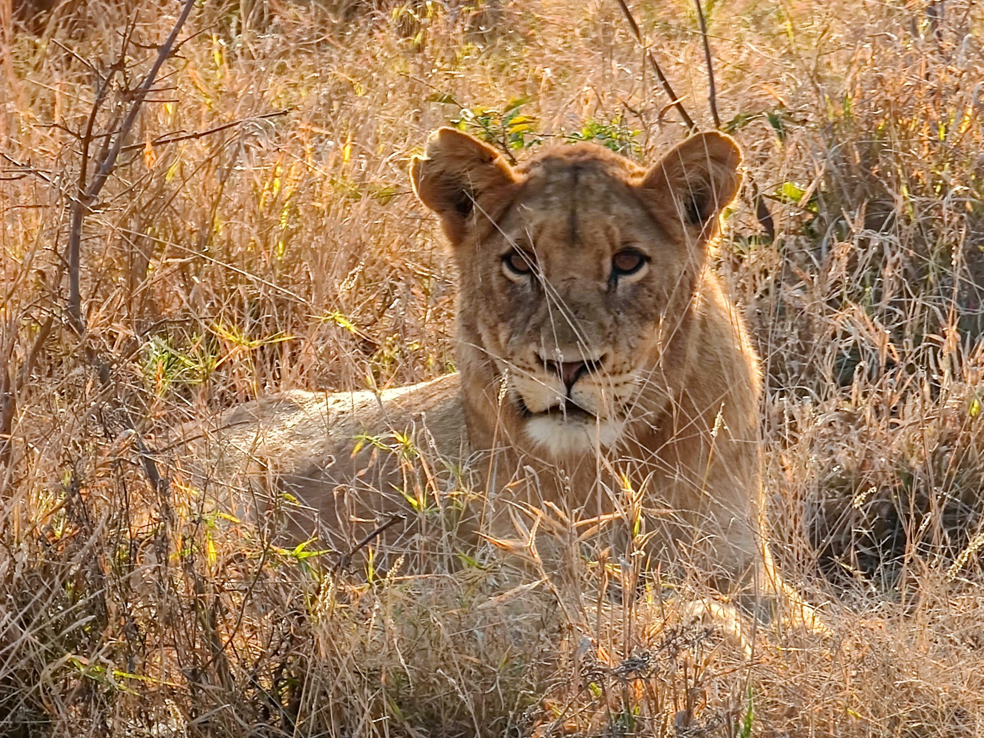 leona en el Kruger