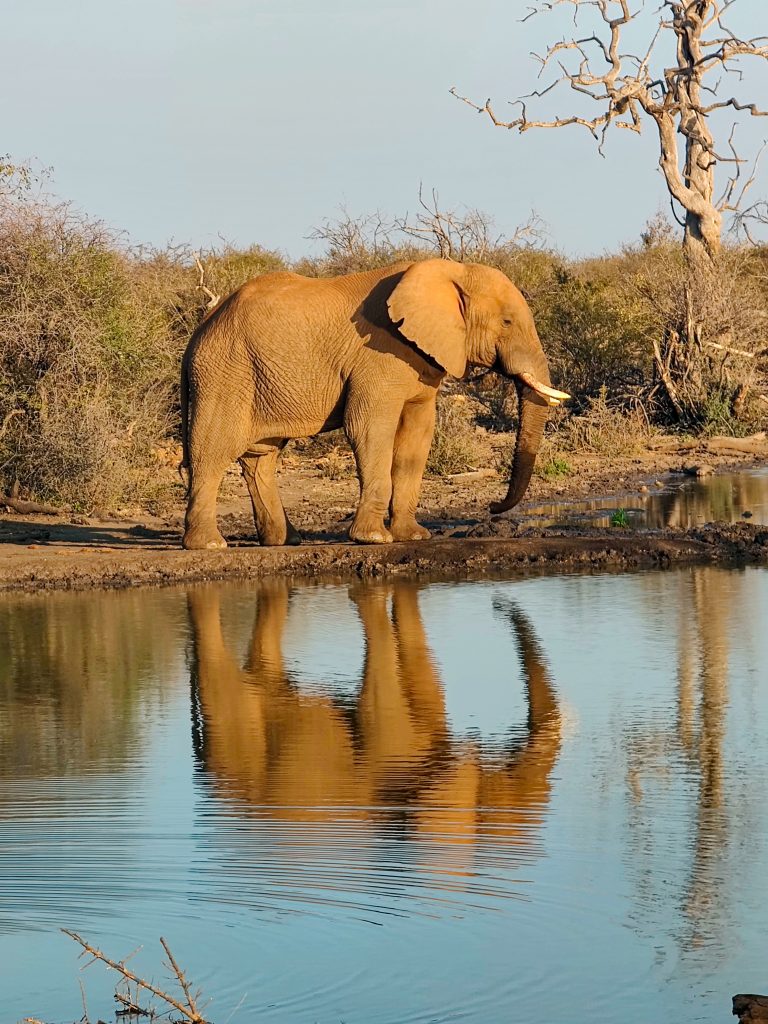 Elefante en Madikwe Game Reserve