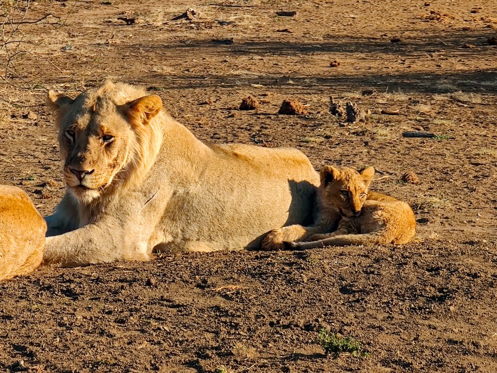 Leones en Madikwe Game Reserve