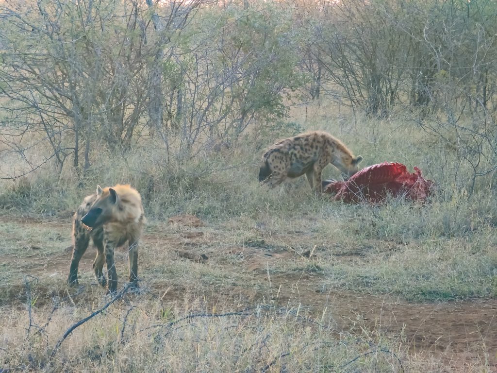 Hienas moteadas comiendo una cebra en Madikwe Game Reserve