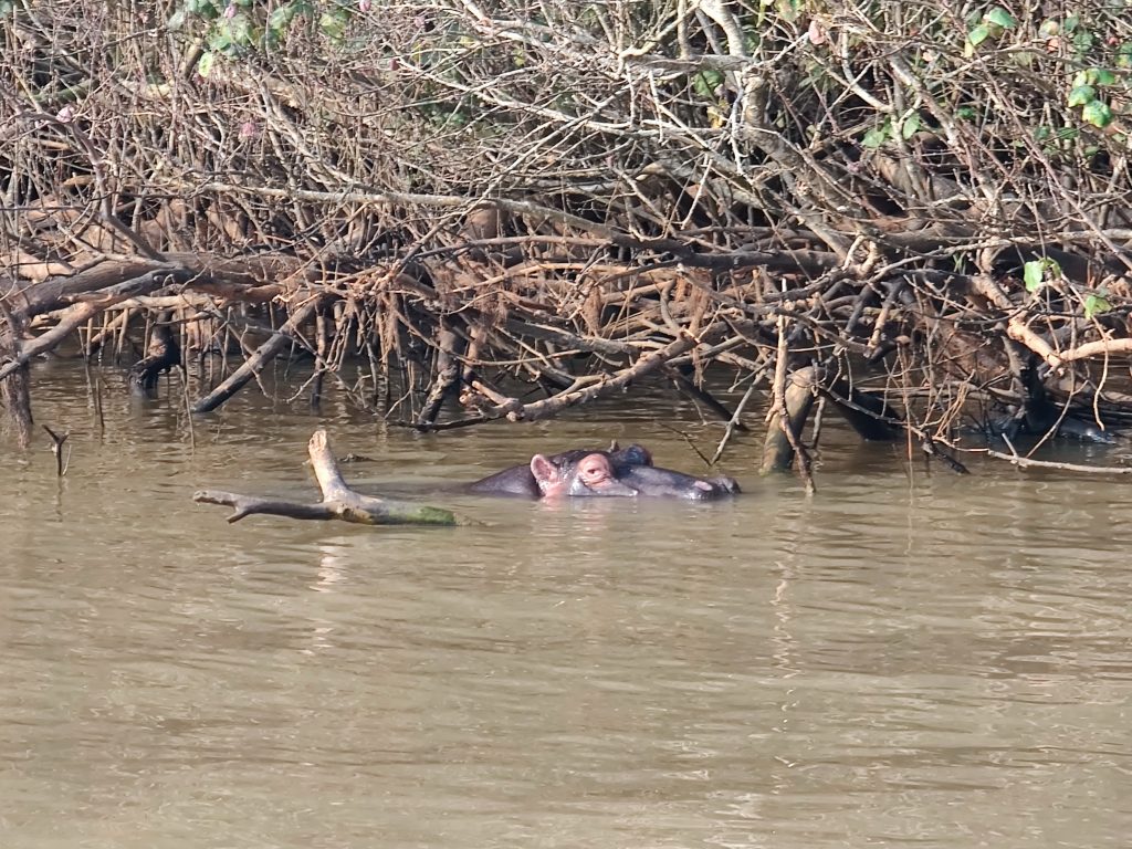 Hipopótamo entre los manglares