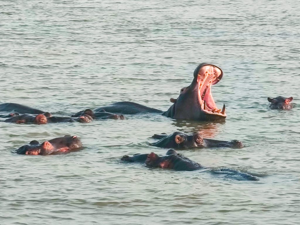 Hipopótamos en St Lucia