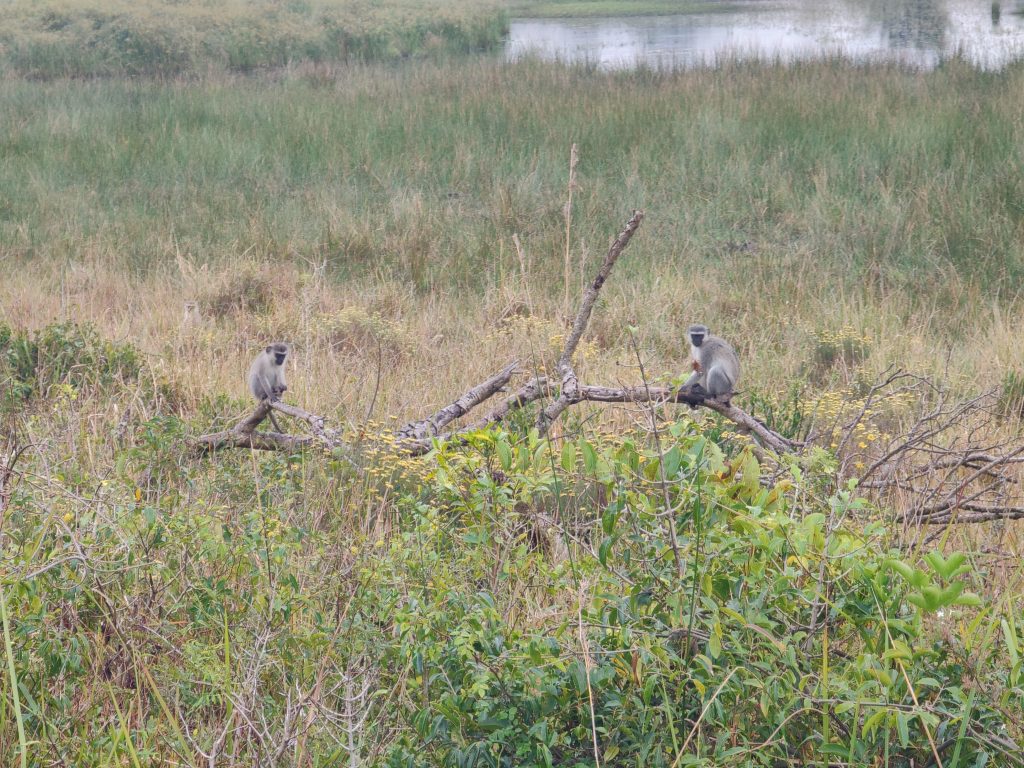 Vervet Monkeys en iSimangaliso Wetland Park