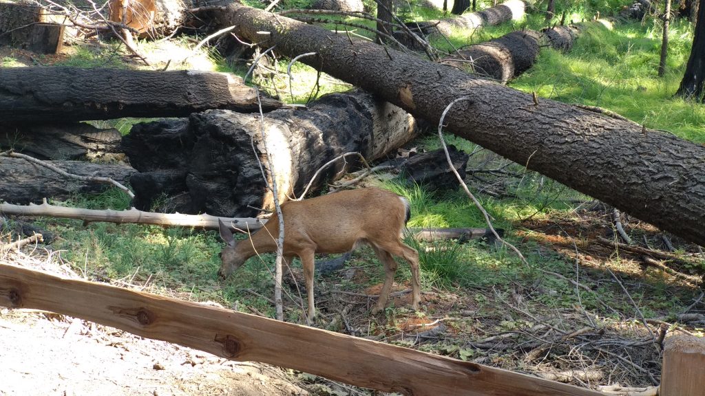 Ciervos en Mariposa Grove