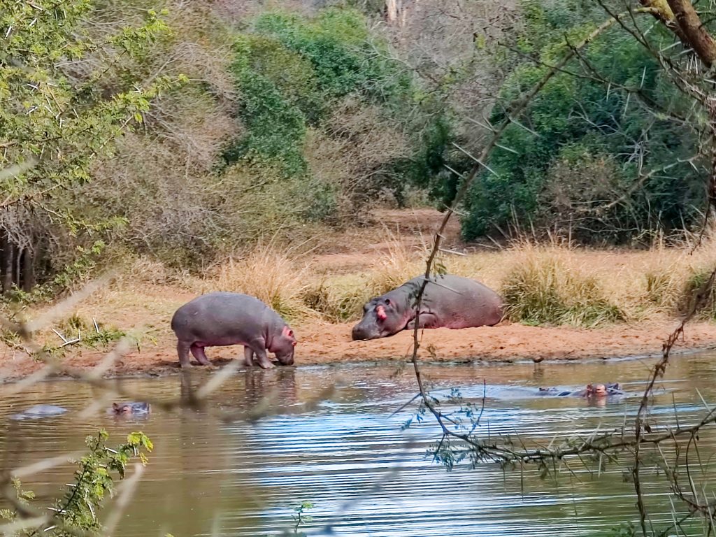 Hipopótamos en Mkhaya Game Reserve