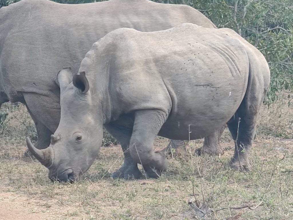 cría de rinoceronte blanco