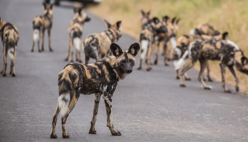 Wild dogs en iMfolozi Game Reserve