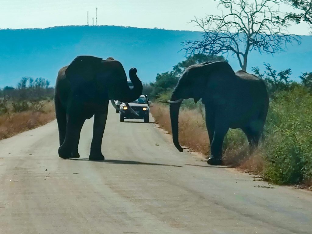 Elefantes en la carretera del Kruger NP