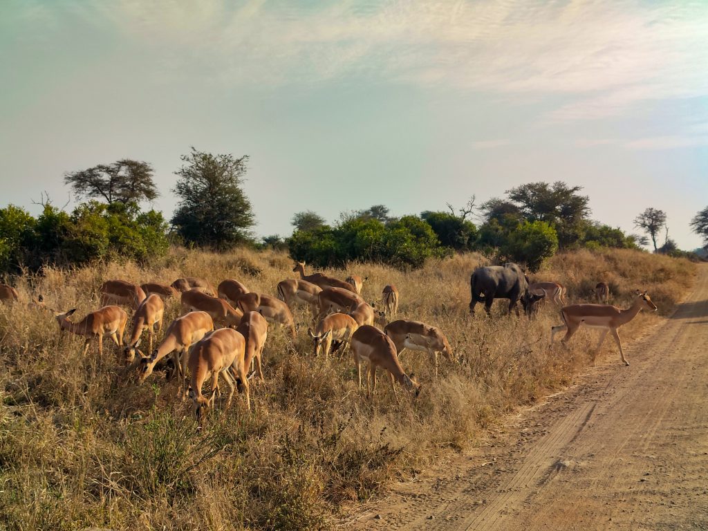 Impalas comiendo