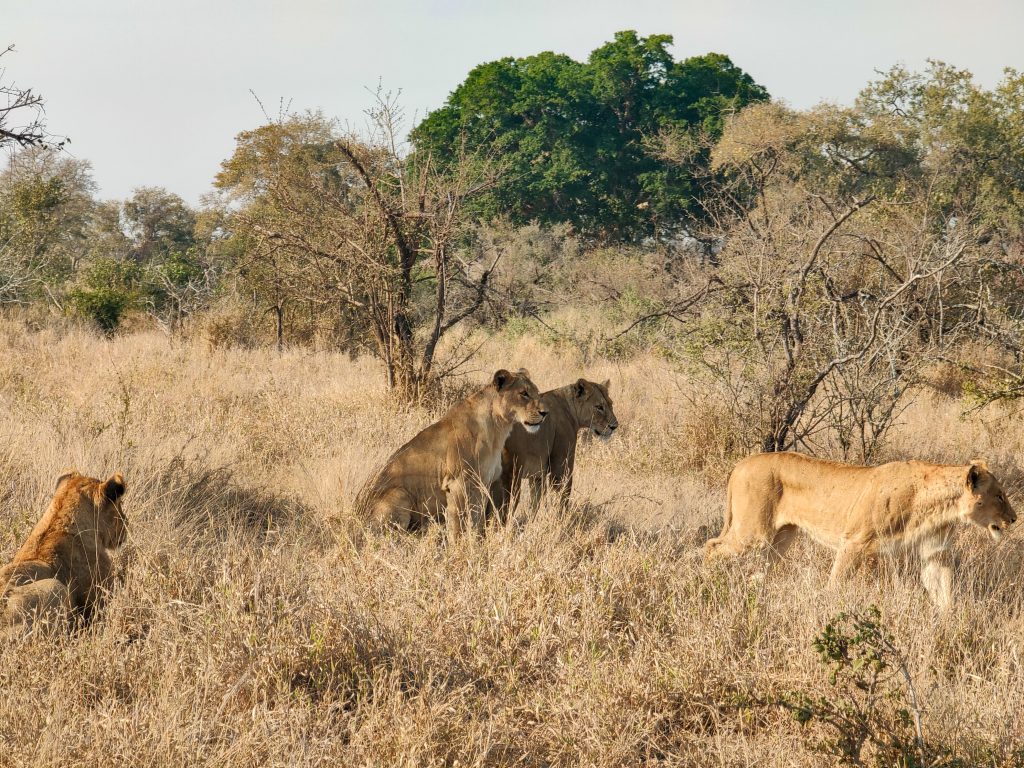 leones en Satara