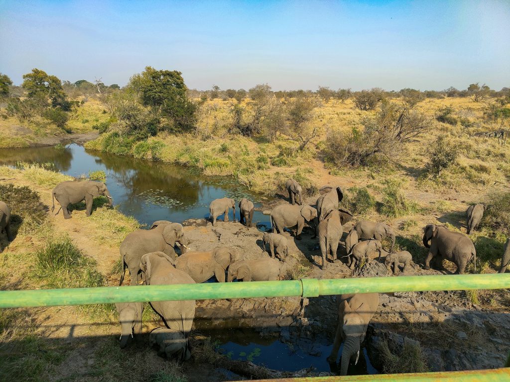 animales en el Kruger National Park - Elefantes cerca de Satara