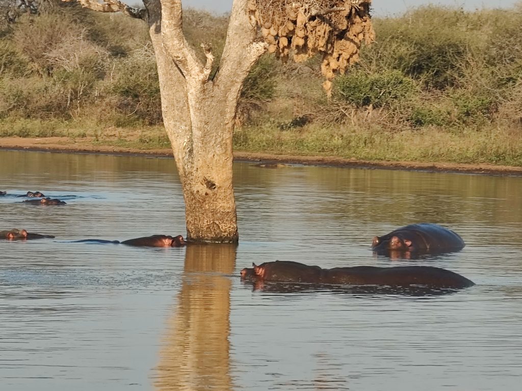 animales en el Kruger National Park - Sunset Dam