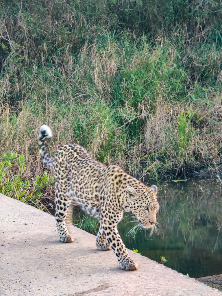 leopardo Kruger