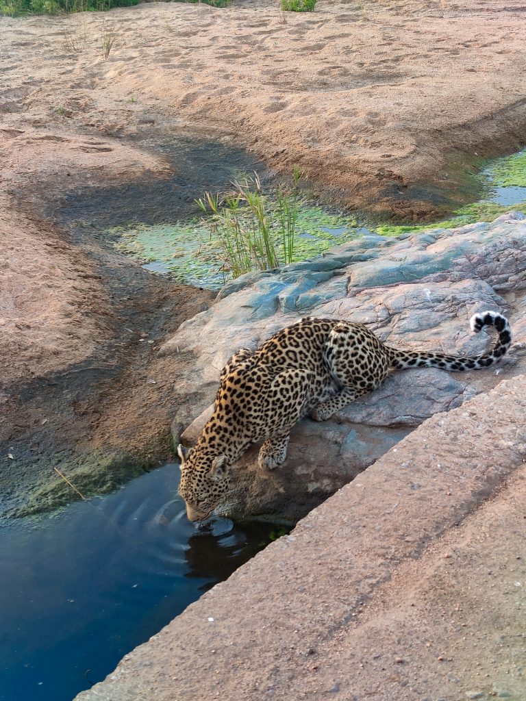 leopardo en el Kruger