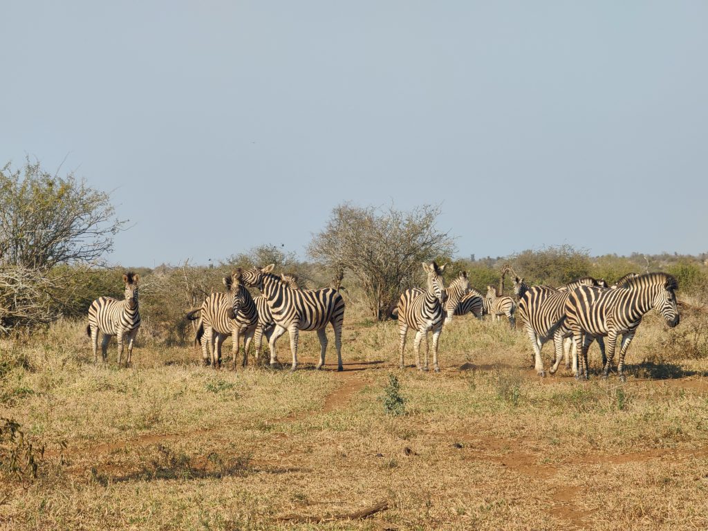 Cebras en el Kruger National Park