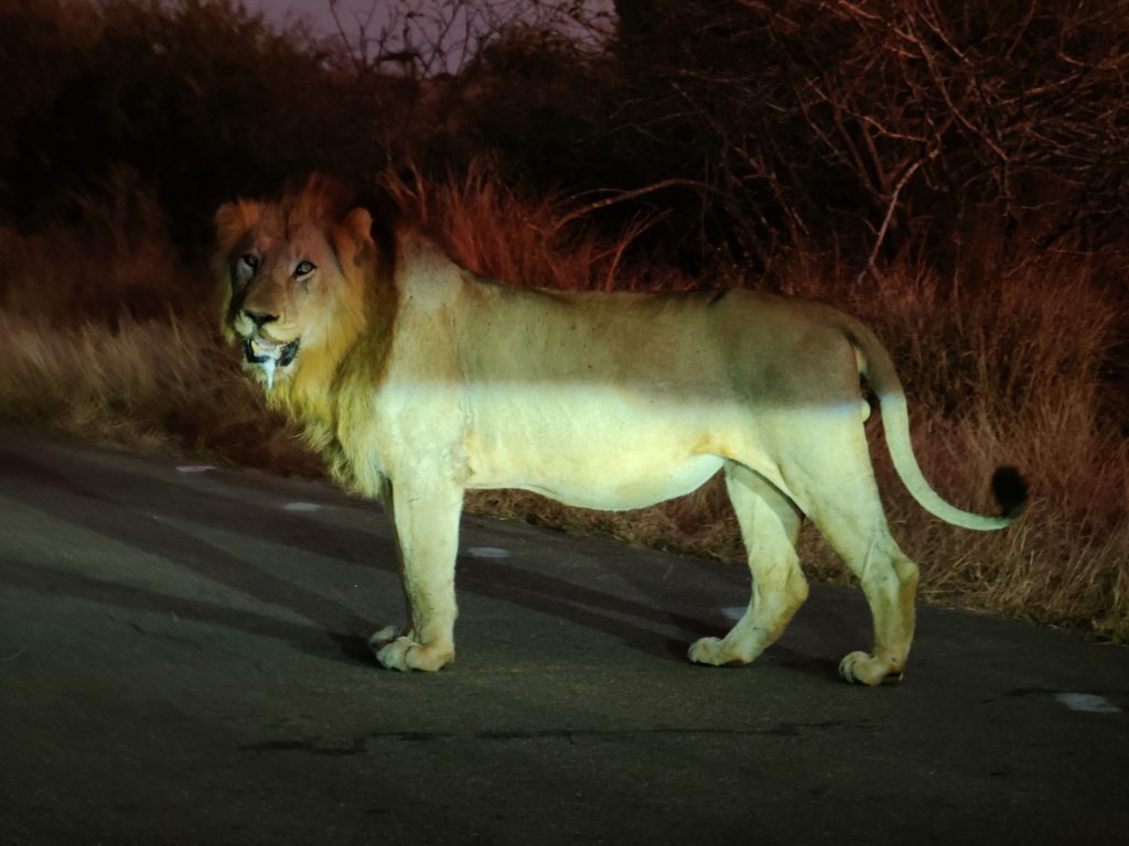 Kruger National Park en 5 días  -león