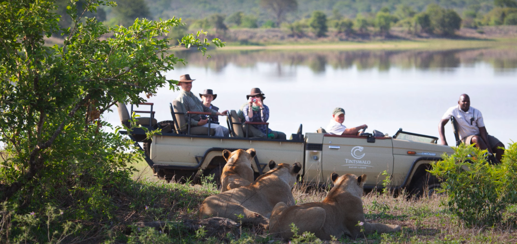 Leones en Manyeleti Game Reserve