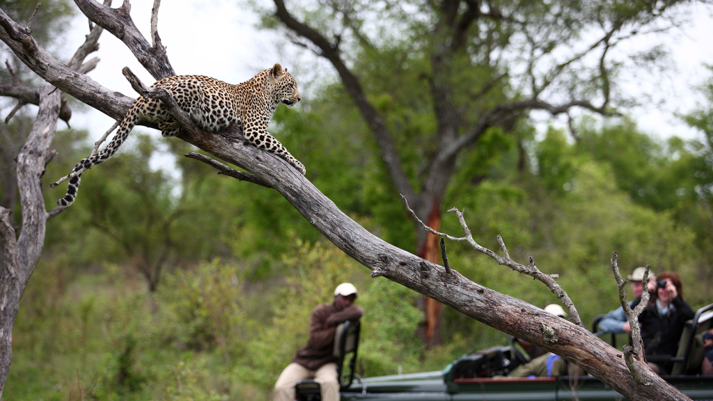 Mejores reservas privadas en Kruger National Park - Leopardo en Sabi Sands Game Reserve