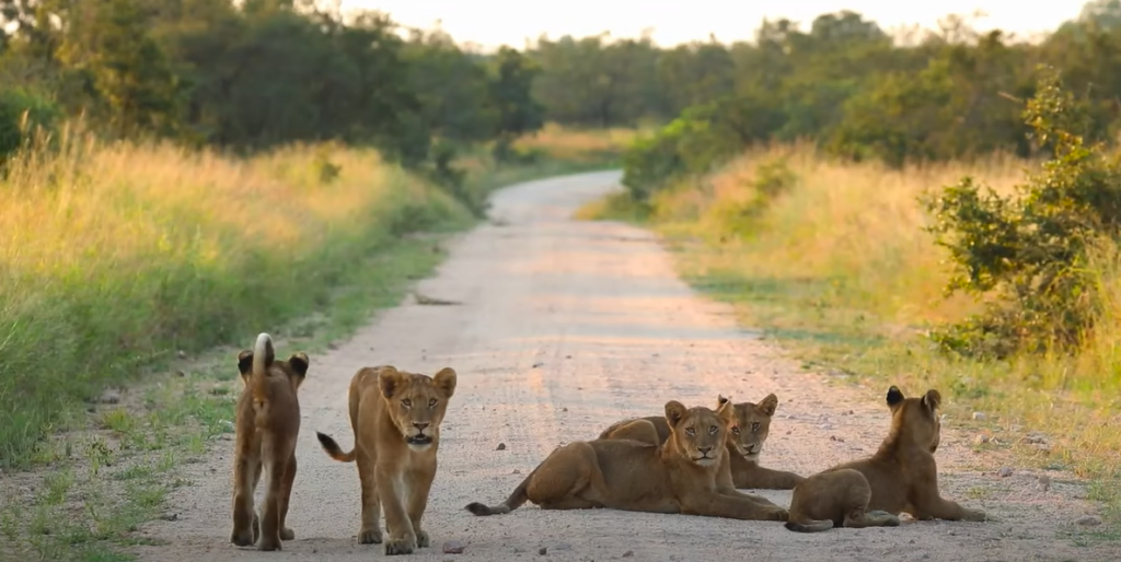 Mejores reservas privadas en Kruger National Park - Leones en Manyeleti