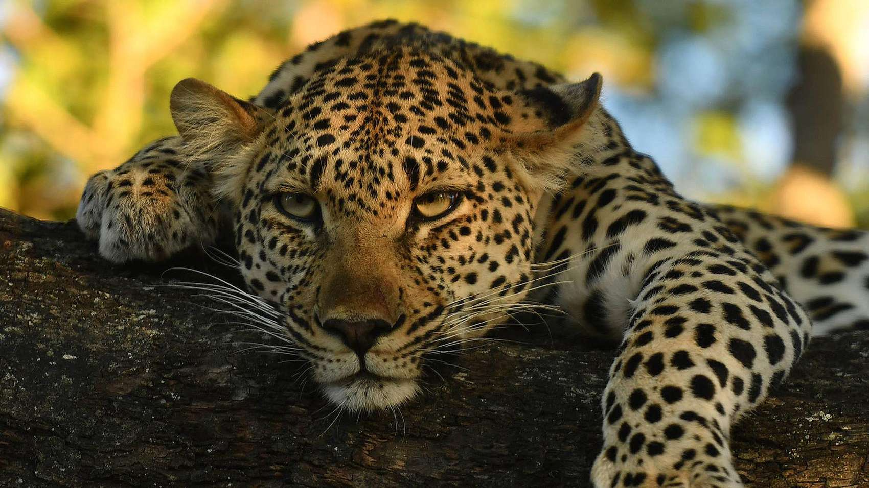 Leopardo en Manyeleti Game Reserve