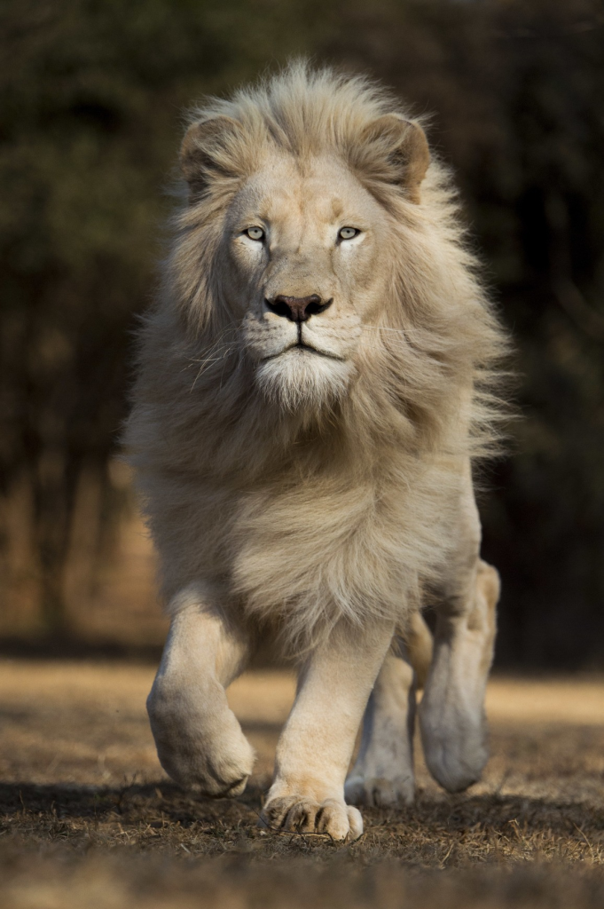 Mejores reservas privadas en Kruger National Park - León blanco timbavati game reserve