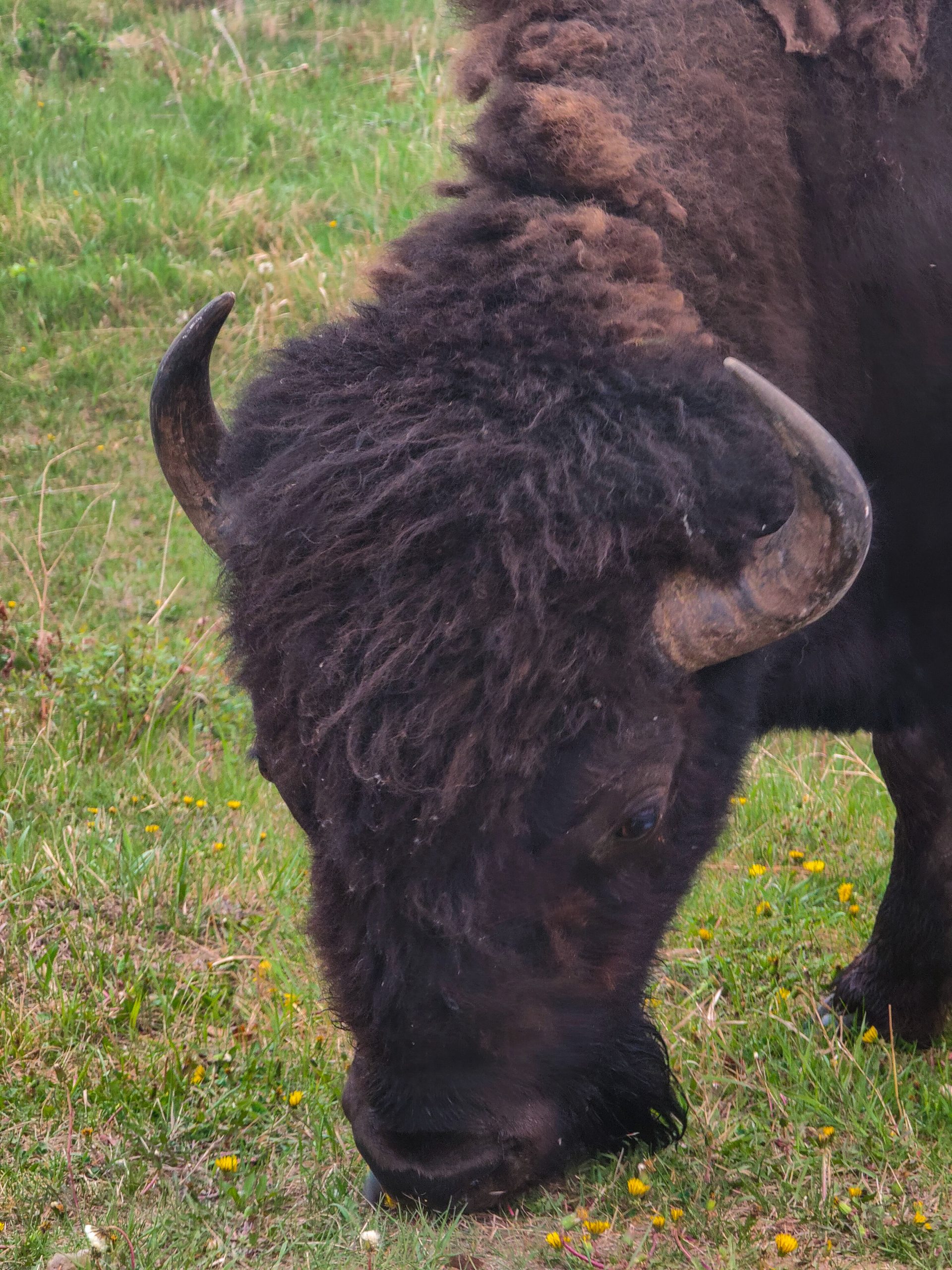 Bisonte en Elk Island National Park