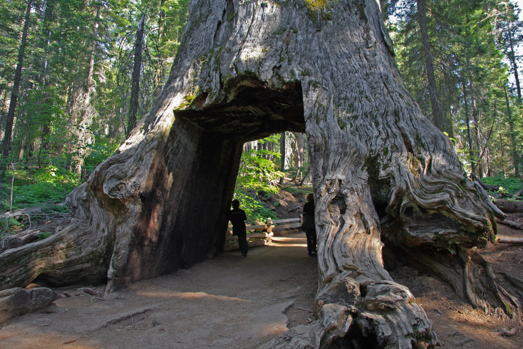 Dead Giant Tunnel Tree Toulumne Grove