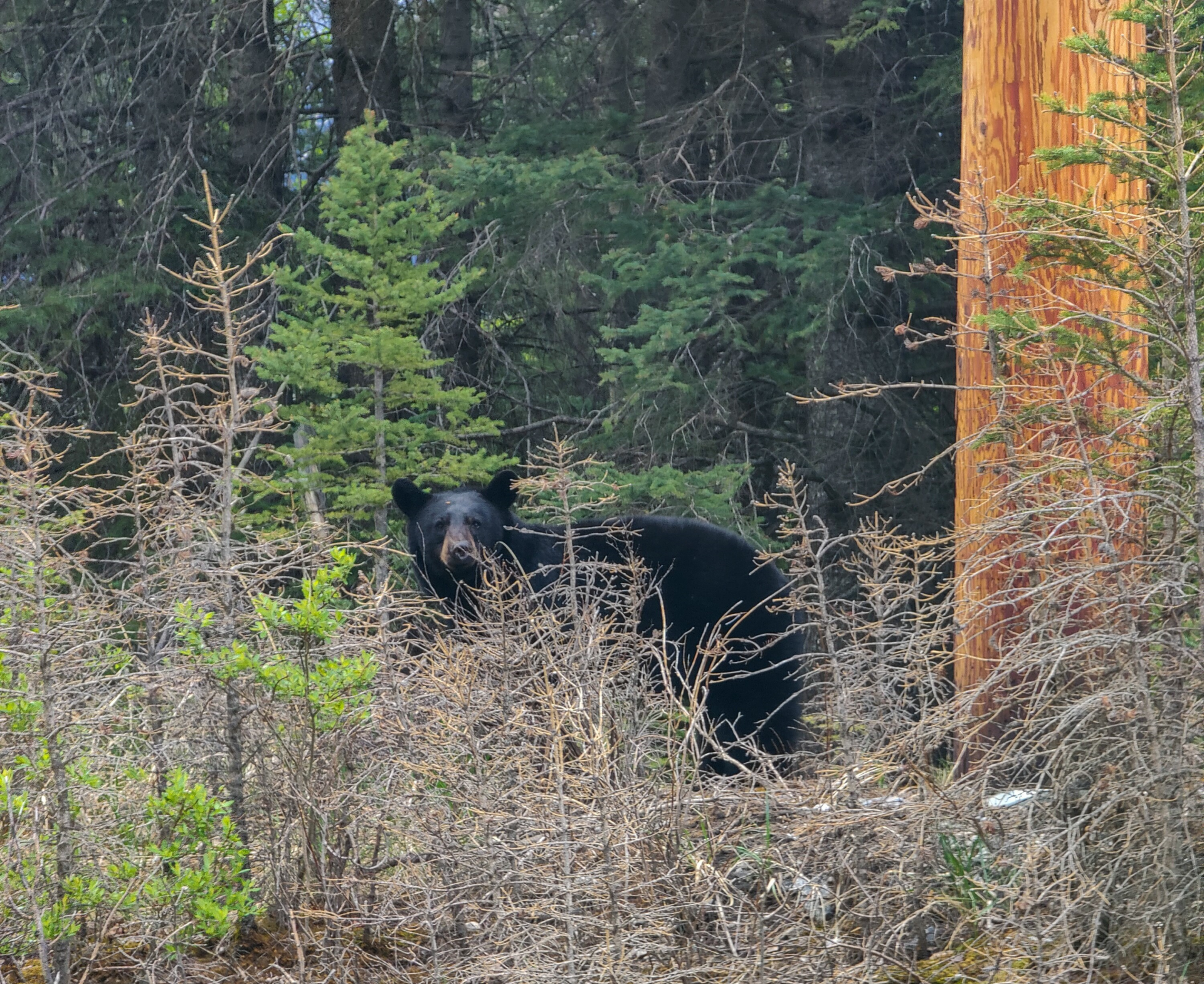 oso negro en banff