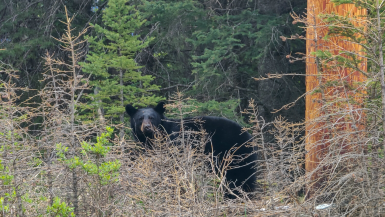 oso negro en banff